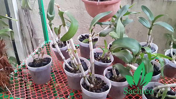 cách nhân giống lan dendro