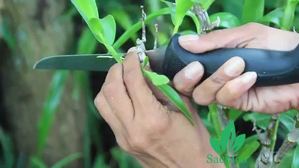 cách nhân giống lan dendro