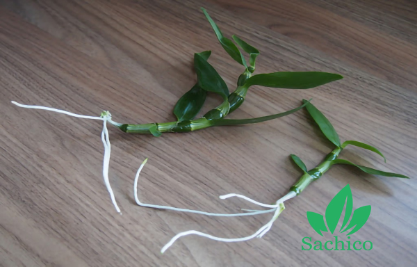 cách nhân giống lan dendro