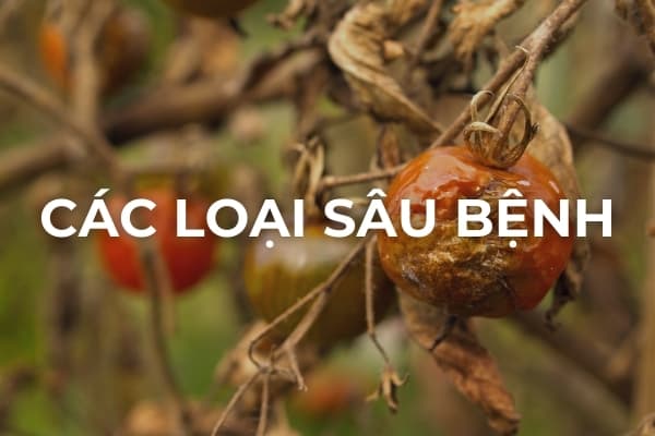 Cách loại sâu bệnh cây cà chua