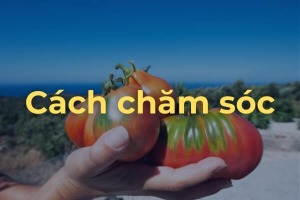Chăm sóc và cách trồng cà chua Beef