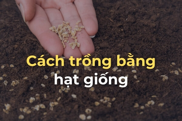 Cách trồng cà chua beef từ hạt giống