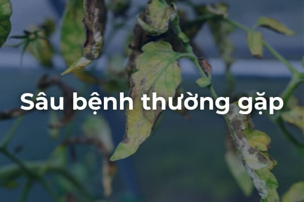 Sâu bệnh thường gặp khi trồng cà chua Beef