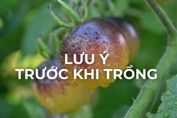 Lưu ý khi trồng cà chua bi