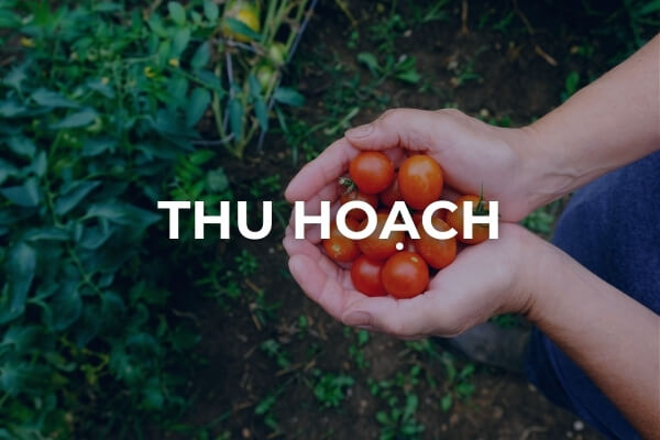 Thu hoạch cà chua bi