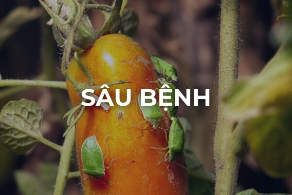 Sâu bệnh trên cây cà chua bi
