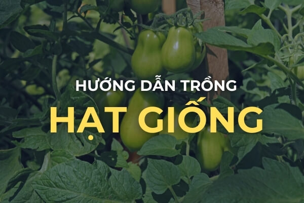 Cách trồng cà chua Roma từ hạt giống