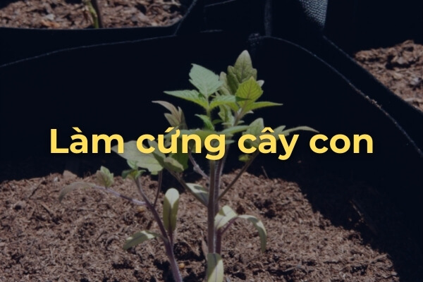 Làm cứng cây cà chua Roma