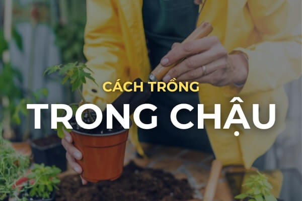 Cách trồng cà chua Roma trong chậu