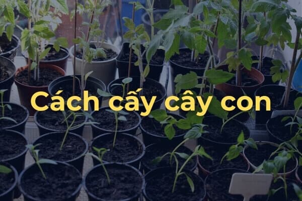 Cấy cây cà chua con Roma