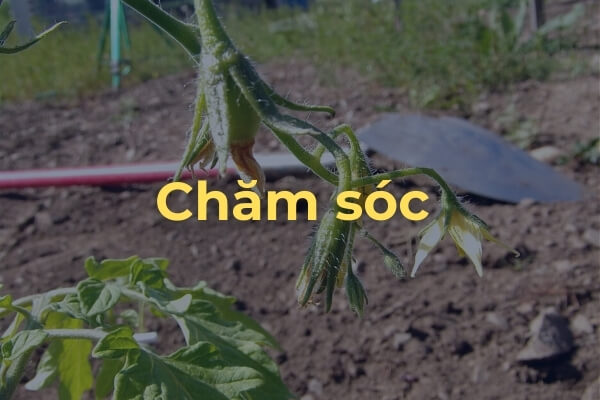 Chăm sóc cây cà chua Roma