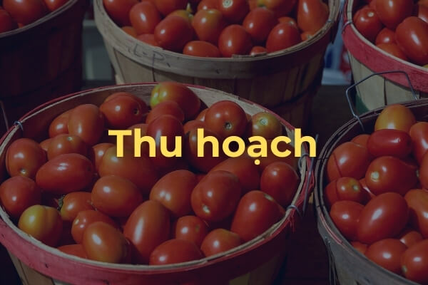 Thu hoạch cà chua Roma