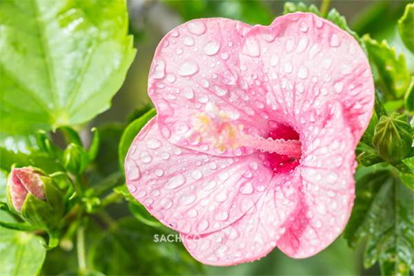 Tưới nước cho cây hoa dâm bụt