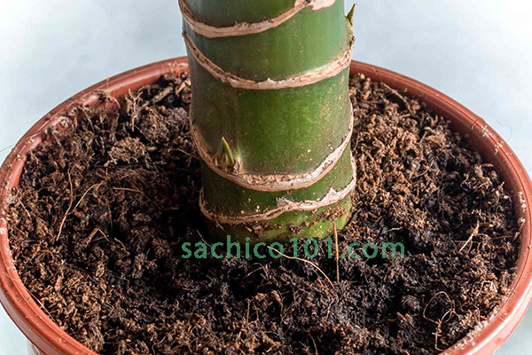 Đất trồng cây phát tài khúc