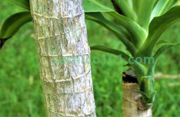 Thân cây phát tài khúc