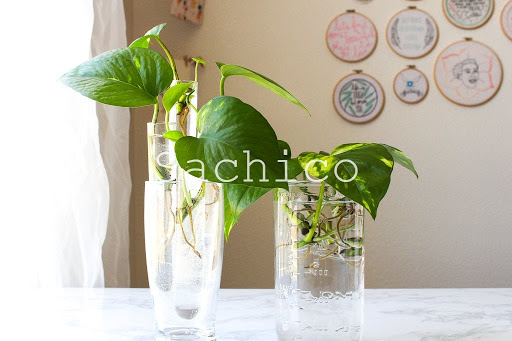 cách trồng trầu bà trong nước