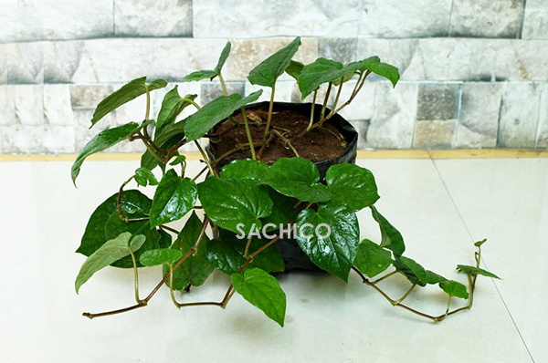 cách trồng cây trầu không