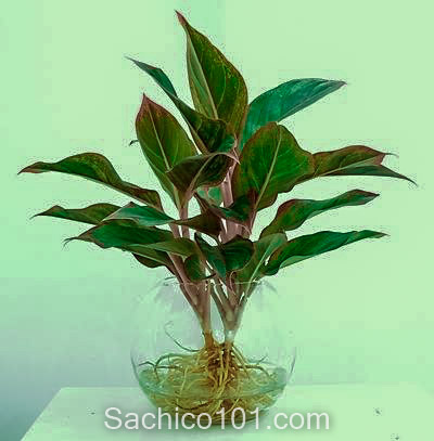 cách trồng cây trong nước