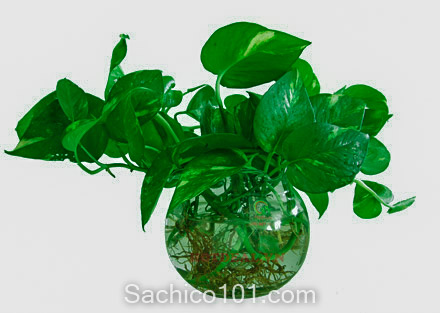 cách trồng cây trong nước