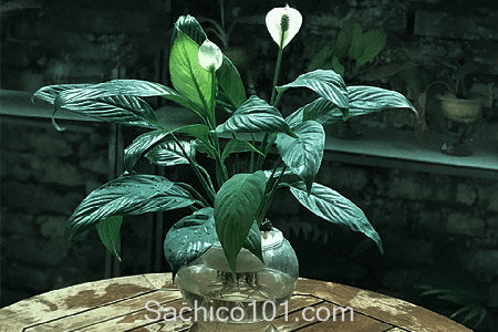 cách trồng cây trong nước
