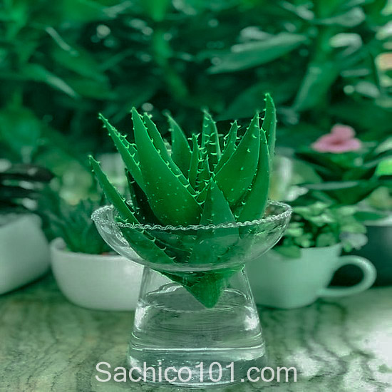 cách trồng cây trong nước