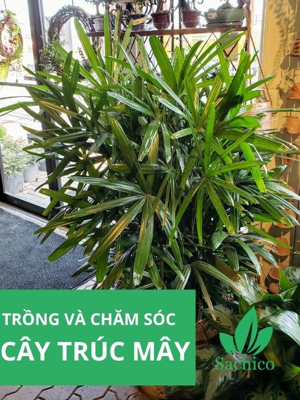 Cây trúc mây trồng trong nhà và được đặt gần cửa ra vào