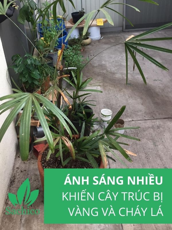 Cây trúc mây trồng ngoài sân bị vàng lá