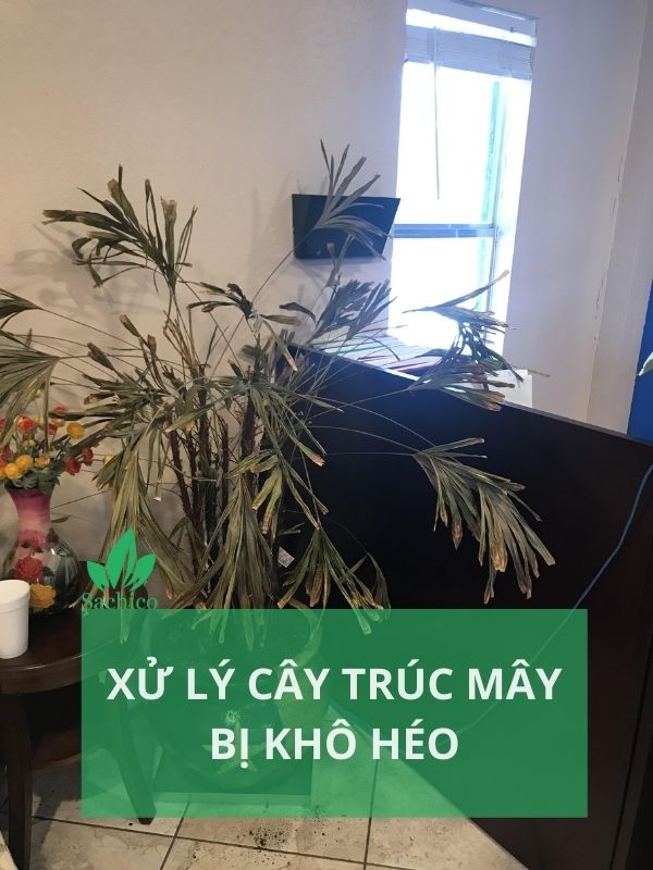 Cây trúc mây trồng trong nhà đang bị khô héo