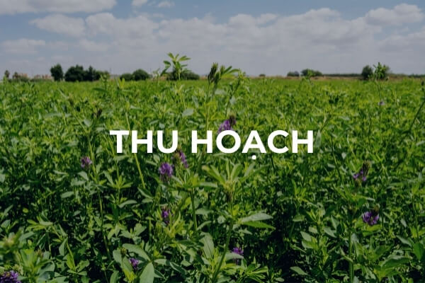 Thu hoạch cây cỏ linh lăng