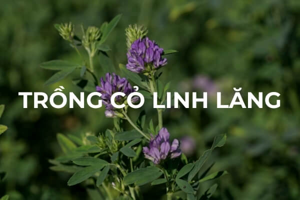  cây cỏ linh lăng