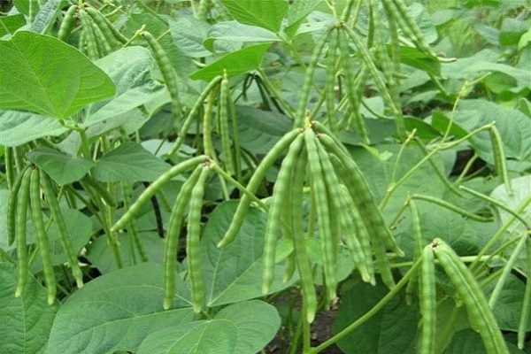 Cách trồng đậu xanh tại nhà