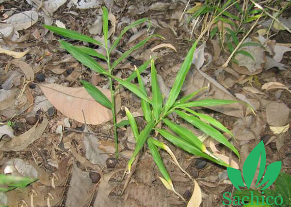cách trồng gừng hiệu quả