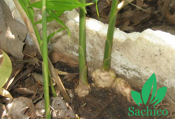 cách trồng gừng hiệu quả