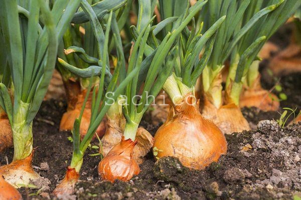 Cách trồng hành củ từ hạt giống
