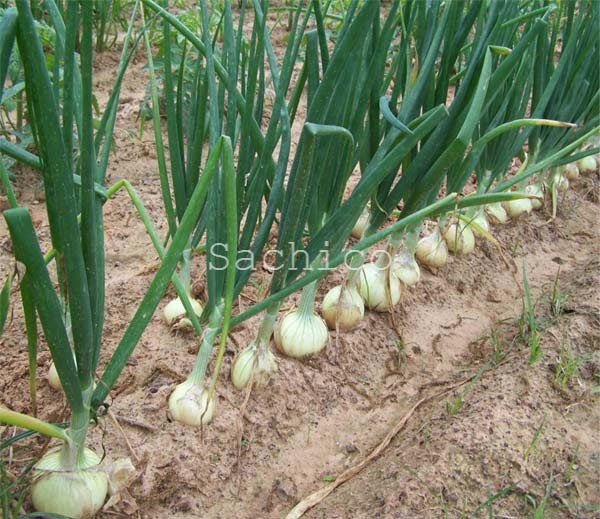 Cách trồng hành củ bằng bộ hành