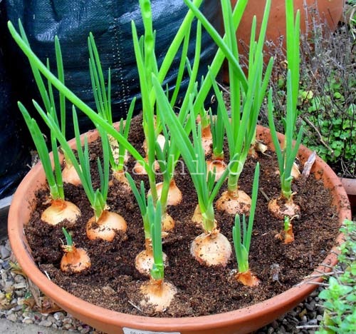 Cách trồng hành củ và chăm sóc hành củ