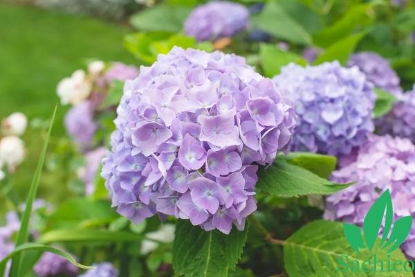 Hoa cẩm tú cầu màu tím nhạt
