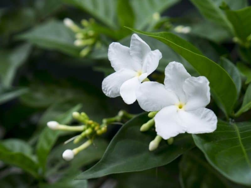 Cách trồng Hoa Nhài ra hoa nhiều