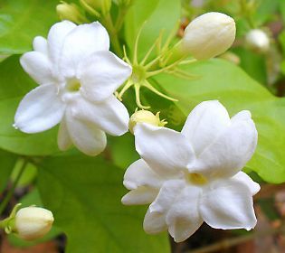 Cách trồng Hoa Nhài ra hoa nhiều