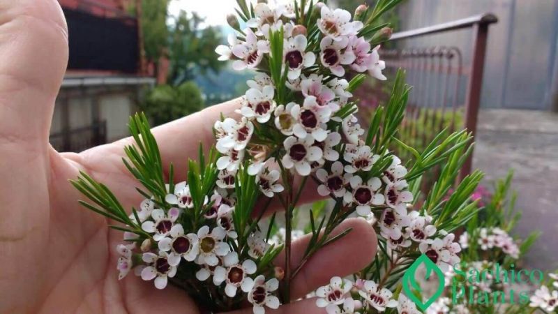 Hoa thanh liễu màu trắng