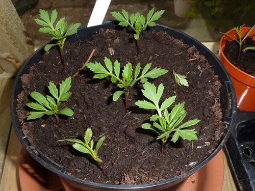Cách trồng hoa cúc vạn thọ trong chậu