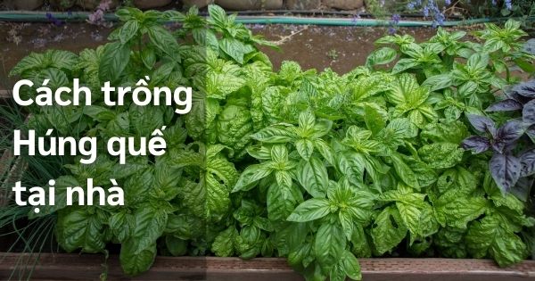 Húng quế tây xanh tốt trồng tại nhà