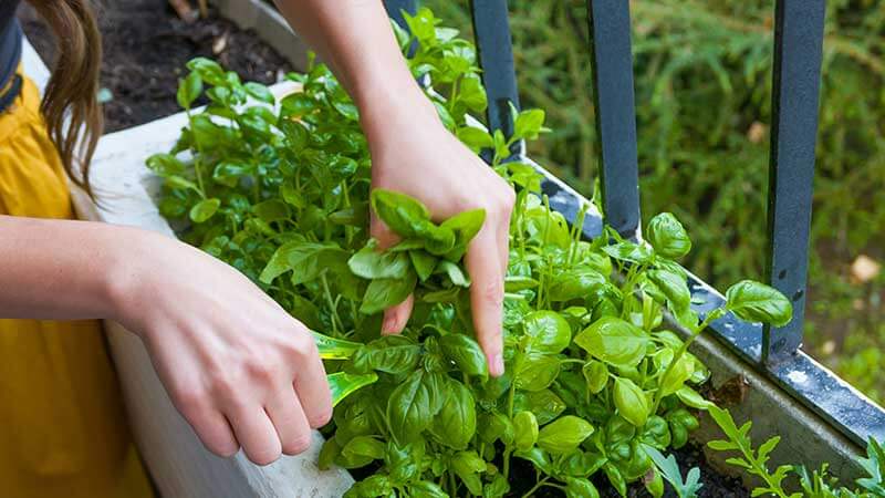 Cây húng quế trồng trong thùng xốp