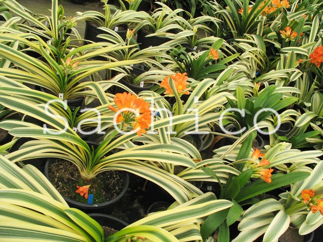 cách trồng lan quân tử từ cây và hạt giống