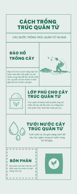 Cách trồng trúc quân tử