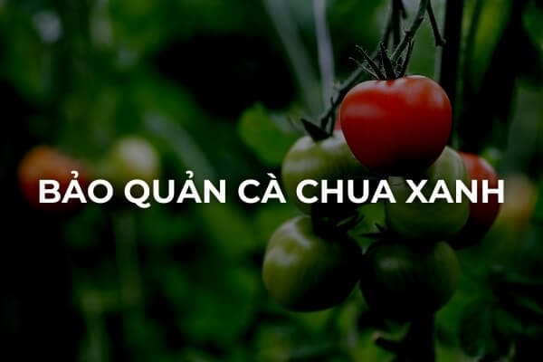 Cách bảo quản cà chua xanh