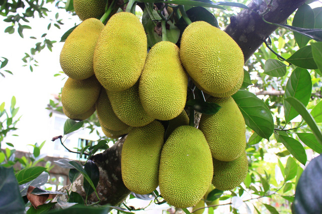 cách ươm hạt mít 