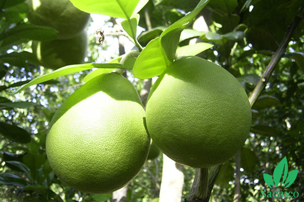 Các loại cây ăn trái dễ trồng