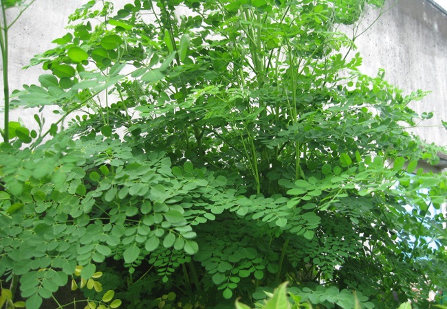 Cây chùm ngây