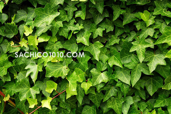 cây dây leo trồng chậu